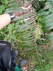 Blechnum vestitum
