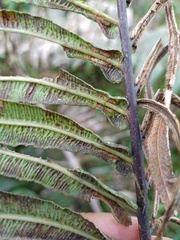 Blechnum vestitum