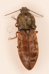 Prosternon bombycinum