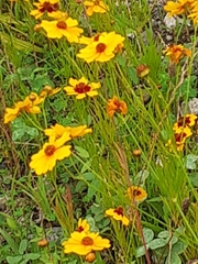 Coreopsis lanceolata