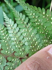 Dryopteris pseudocaenopteris