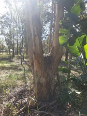 Eucalyptus seeana