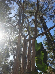 Eucalyptus seeana