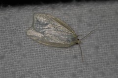 Cenopis pettitana