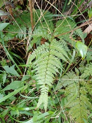 Dryopteris pseudocaenopteris