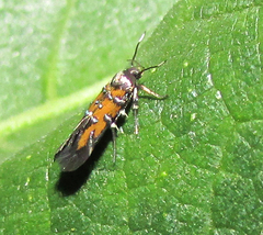 Cosmopterigidae