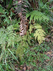 Dryopteris pseudocaenopteris