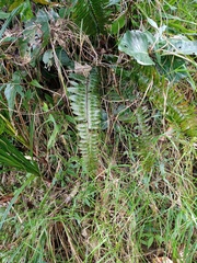 Asplenium truncatum
