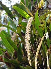 Coelogyninae