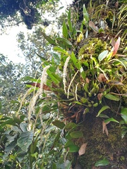Coelogyninae