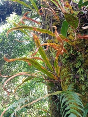 Oleandra neriiformis