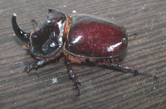 Oryctes nasicornis