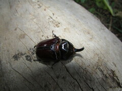 Oryctes nasicornis