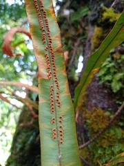 Oleandra neriiformis