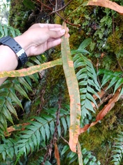 Oleandra neriiformis