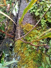 Oleandra neriiformis