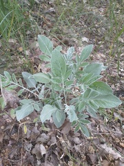 Psephellus marschallianus