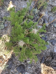Pulsatilla tenuiloba