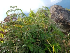 Pteridium revolutum