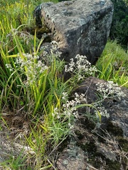 Anaphalis longifolia