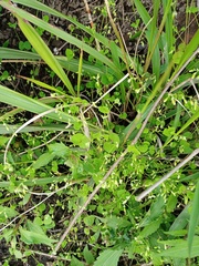 Drymaria villosa
