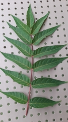 Ailanthus altissima