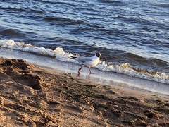 Chroicocephalus ridibundus