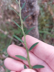 Bossiaea stephensonii