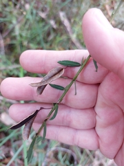 Bossiaea stephensonii