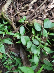 Hylodesmum repandum