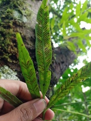 Asplenium salignum