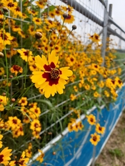 Coreopsis tinctoria