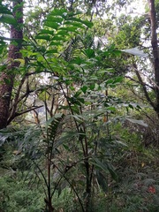 Caryota maxima