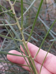 Acacia elongata