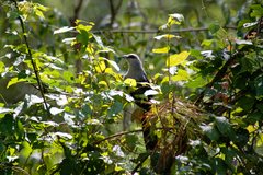 Phaenicophaeus tristis