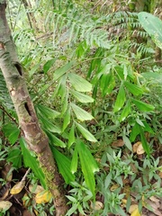 Caryota maxima