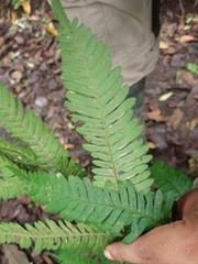 Pteris blumeana