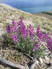 Oxytropis coerulea