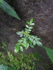 Pterophylla fraxinea