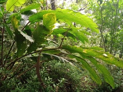 Alpinia malaccensis