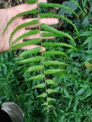 Nephrolepis davallioides