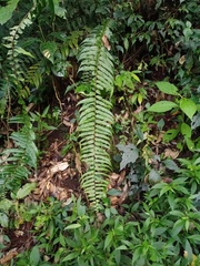 Nephrolepis davallioides