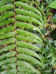 Nephrolepis davallioides