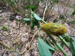 Julodis andreae