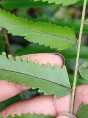 Nephrolepis davallioides