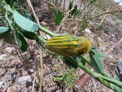 Julodis andreae