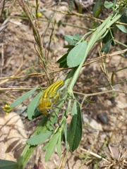 Julodis andreae