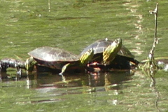 Chrysemys picta bellii