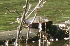 Chrysemys picta bellii