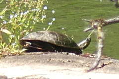 Chrysemys picta bellii